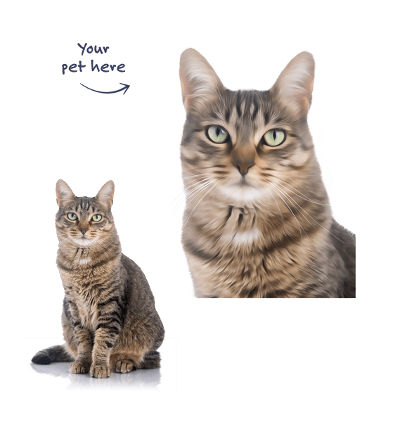 Cat Illustration Single Cat