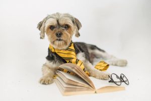 smartest dog breeds