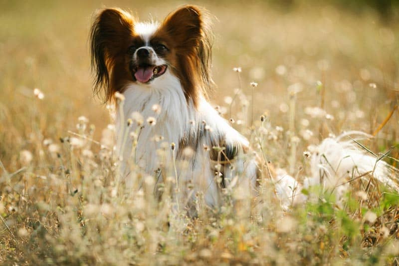 Papillon breed