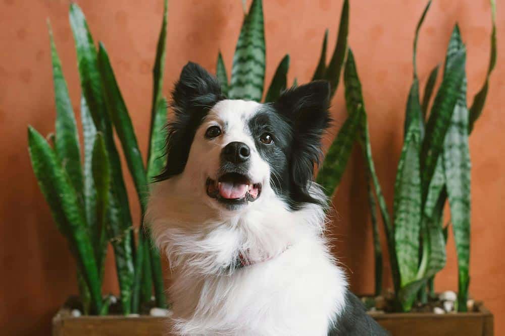 are snake plants toxic to dogs