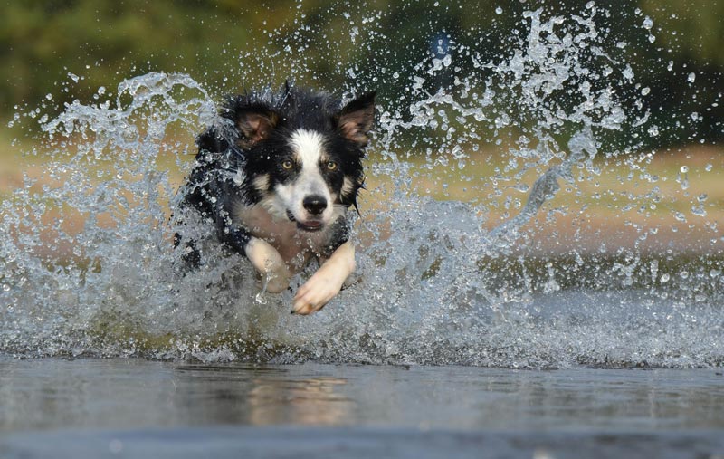 border collie breed