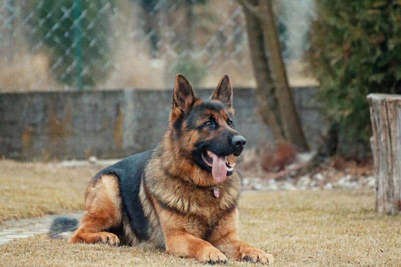 german shepard breed