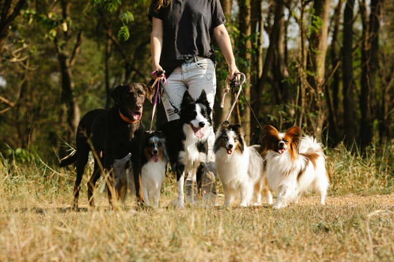 smart dog breeds