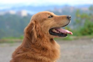 what is a male dog called