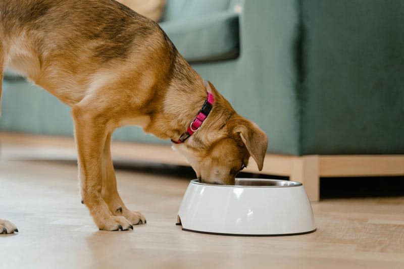 Can dogs eat egg shells