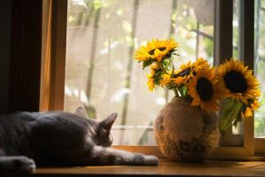 dying cat stages