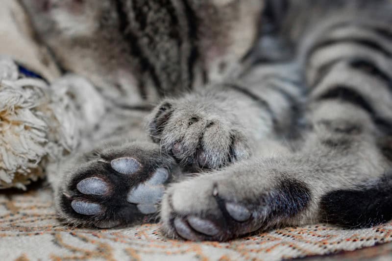 signs your cat is dying